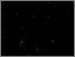 [thumbnail of DLKPA_2microM_epirubicin_Control_.tif]