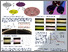 [thumbnail of Nanoforum_2013_poster_Larisa_Florea_rs_.pdf]