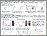 [thumbnail of Poster_Paula.pdf]