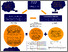 [thumbnail of ATwohill_PME18_Poster.pdf]