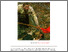 [thumbnail of Has_the_red_flag_fallen_HS89.pdf]